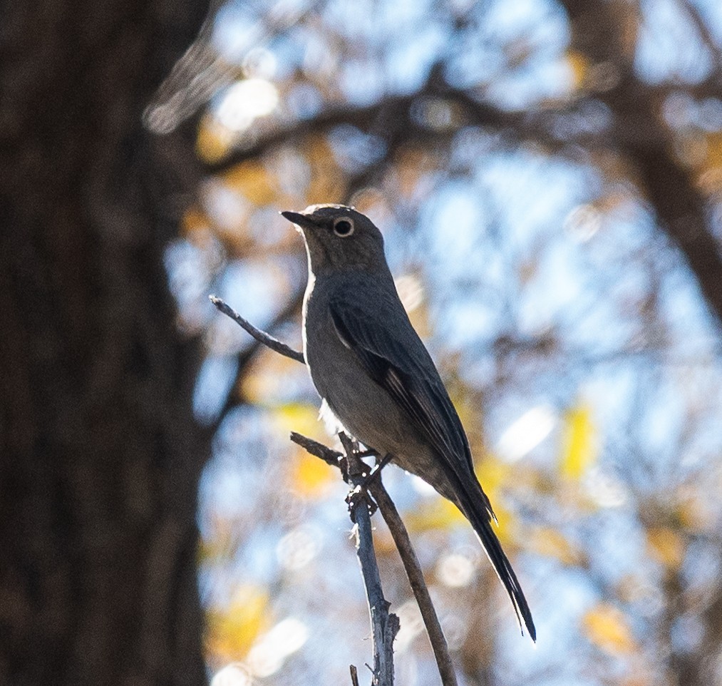 Townsend's Solitaire - ML644726141