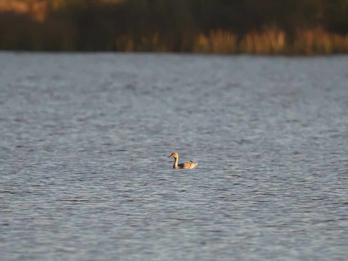 duck sp. - ML644726148