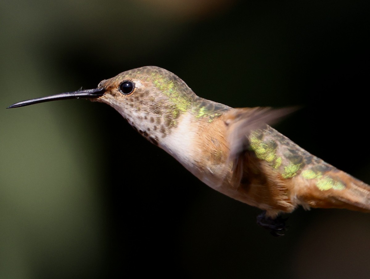Allen's Hummingbird - ML644726156