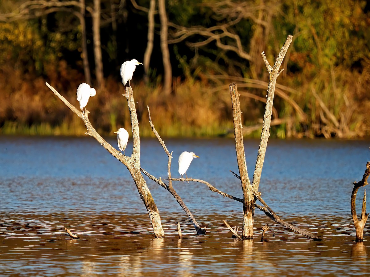 Western Cattle-Egret - ML644726162