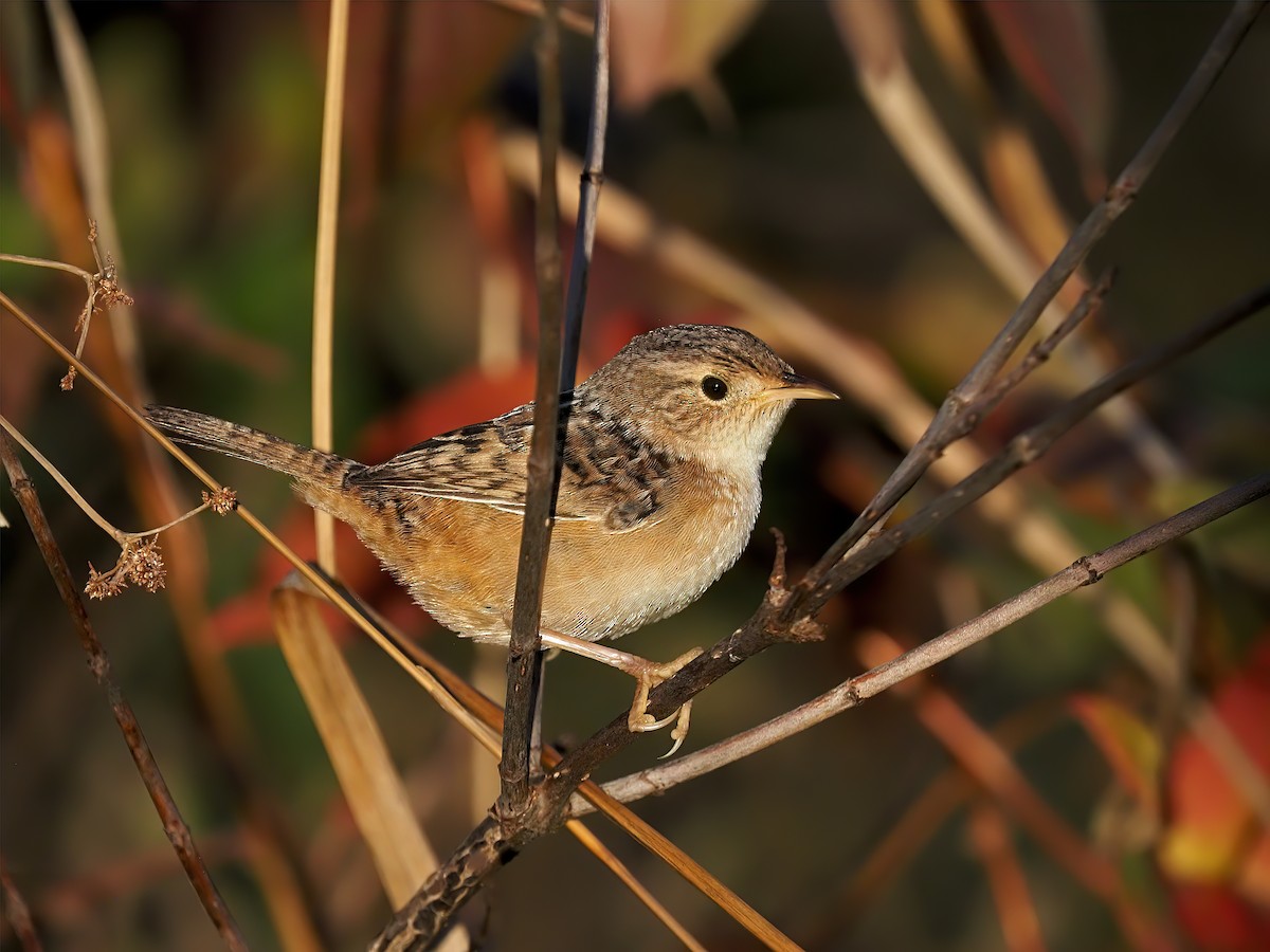 Cucarachero Culibarrado - ML644726191