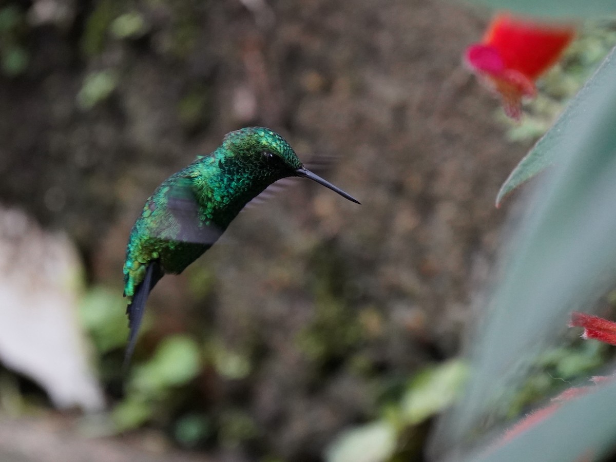 Красноклювый изумруд - ML644726193