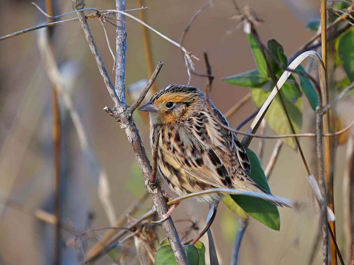 LeConte's Sparrow - ML644726195