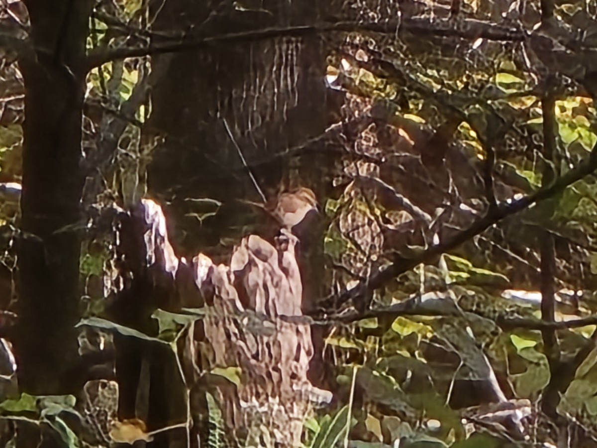 Carolina Wren - ML644726205