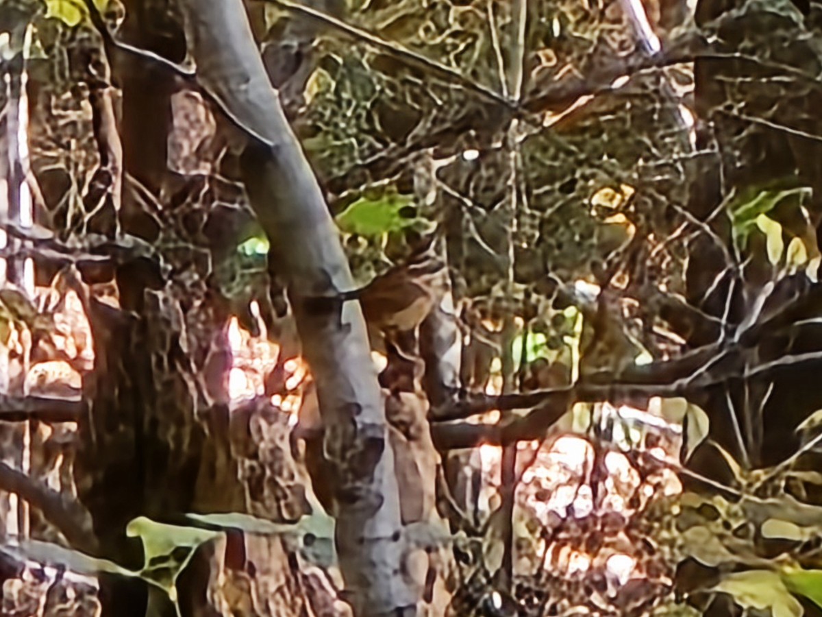 Carolina Wren - ML644726206