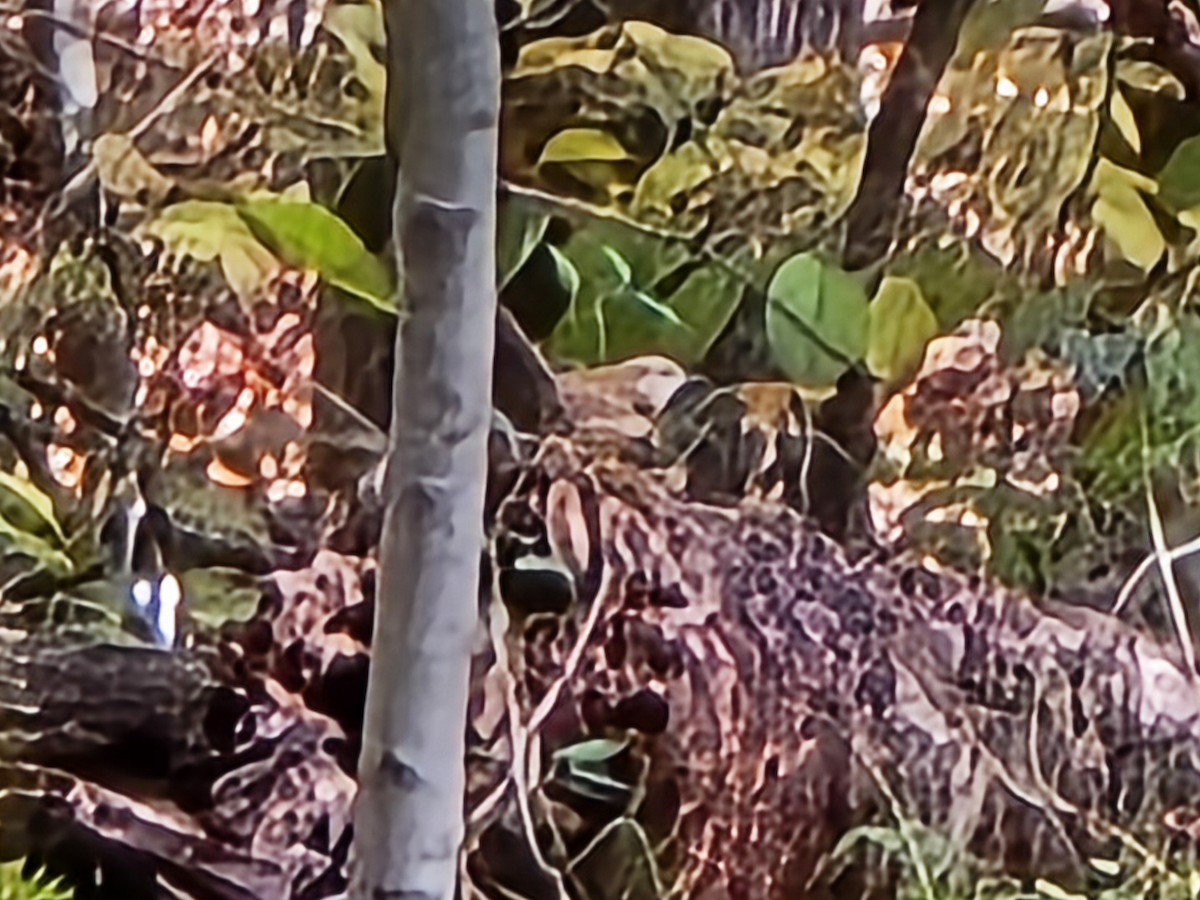 Carolina Wren - ML644726207