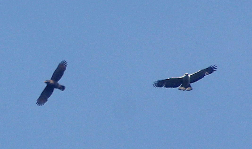 White-necked Hawk - ML644726222