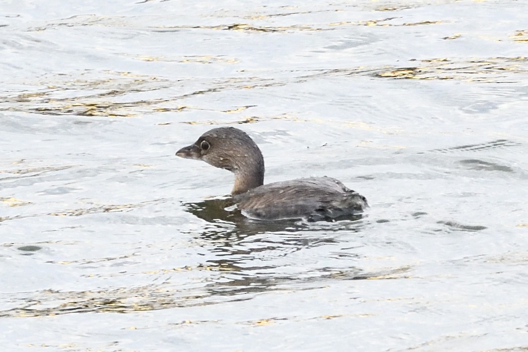 Пірникоза рябодзьоба - ML644726226