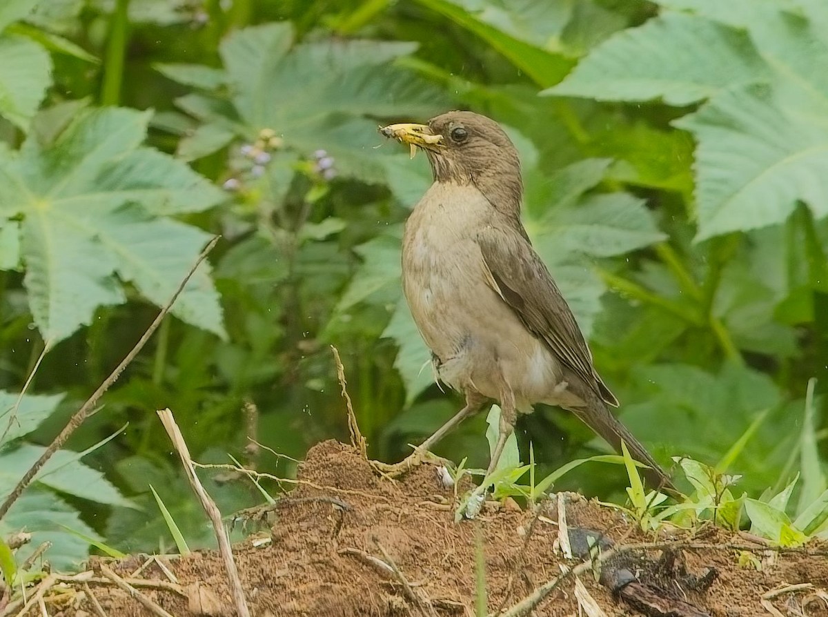 Creamy-bellied Thrush - ML644726230