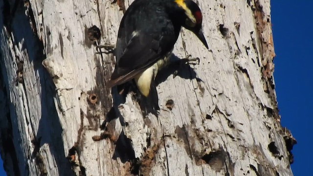 Yellow-tufted Woodpecker - ML644726245