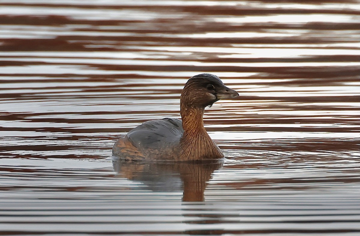 Pied-billed Grebe - ML644726246