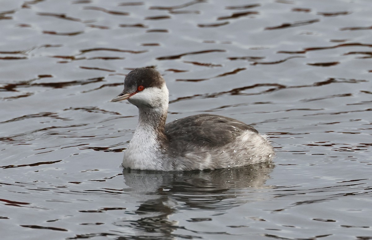 Horned Grebe - ML644726249