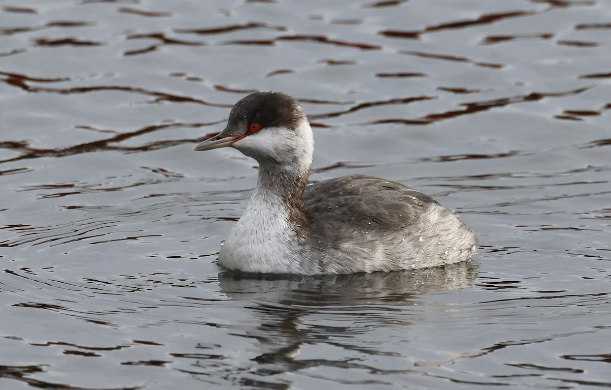 Horned Grebe - ML644726252