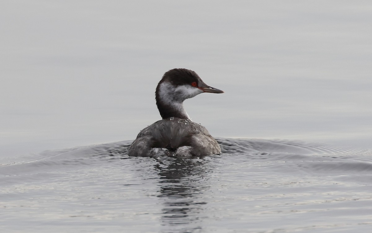 Horned Grebe - ML644726261