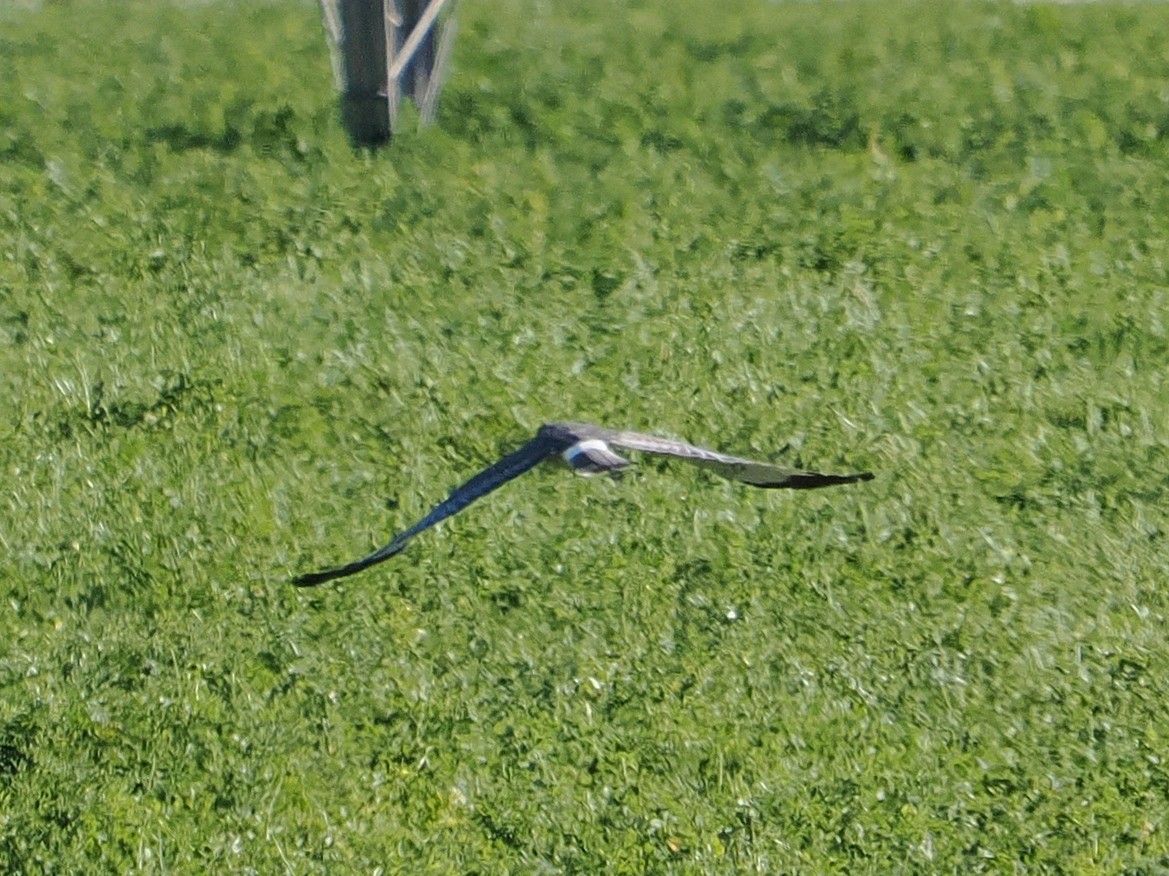 זרון אמריקני - ML644726262