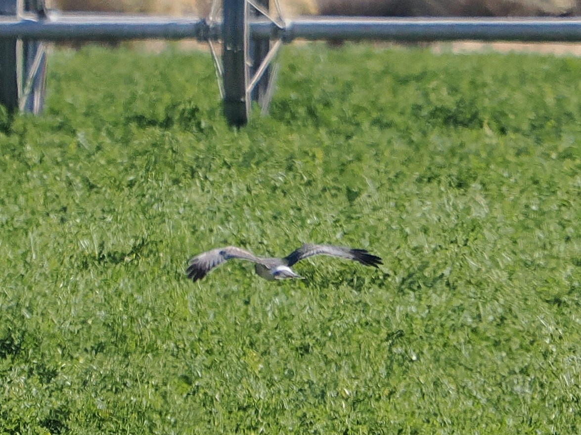 זרון אמריקני - ML644726263