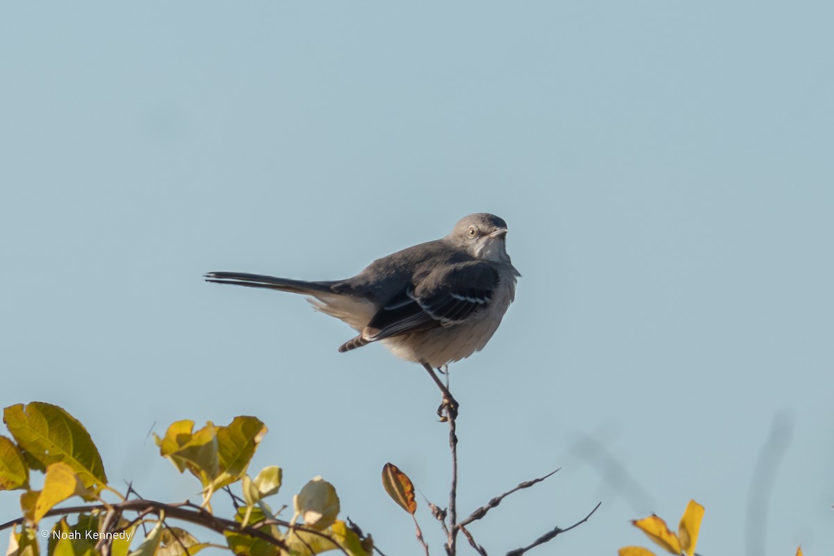 Kuzeyli Taklitçi - ML644726264