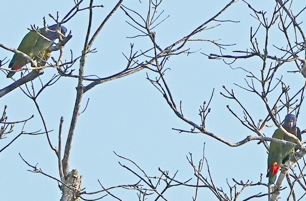 Blue-headed Parrot - ML644726292