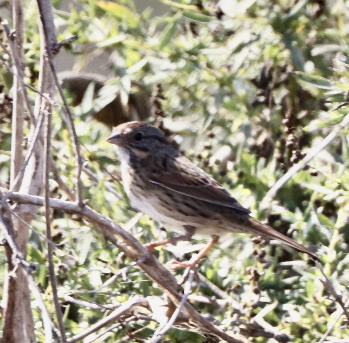 strnadec pruhohlavý - ML644726302