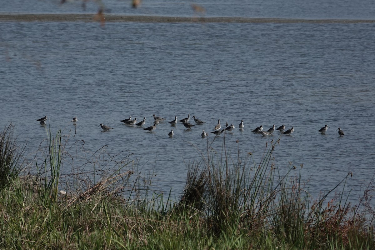 Greater Yellowlegs - ML644726303