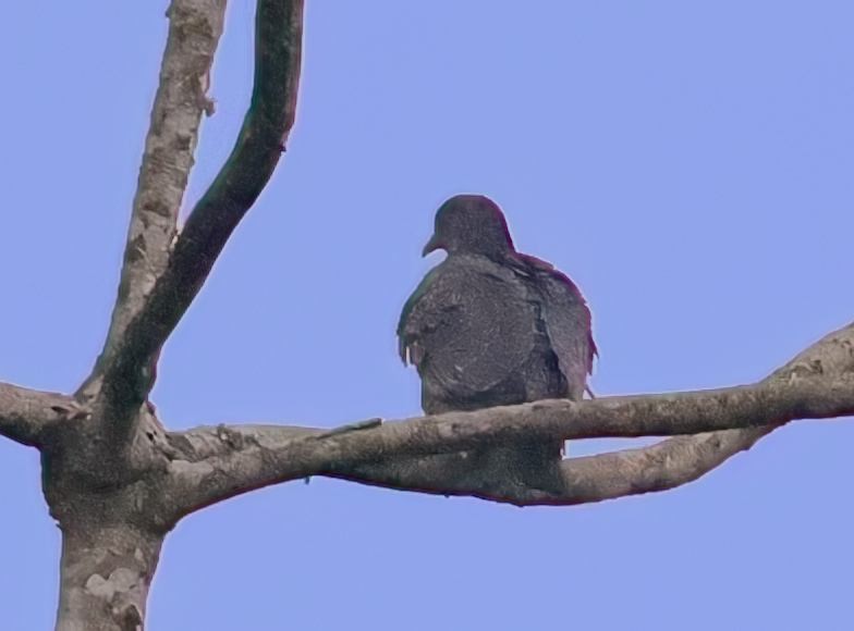 Paloma Picazuró - ML644726318