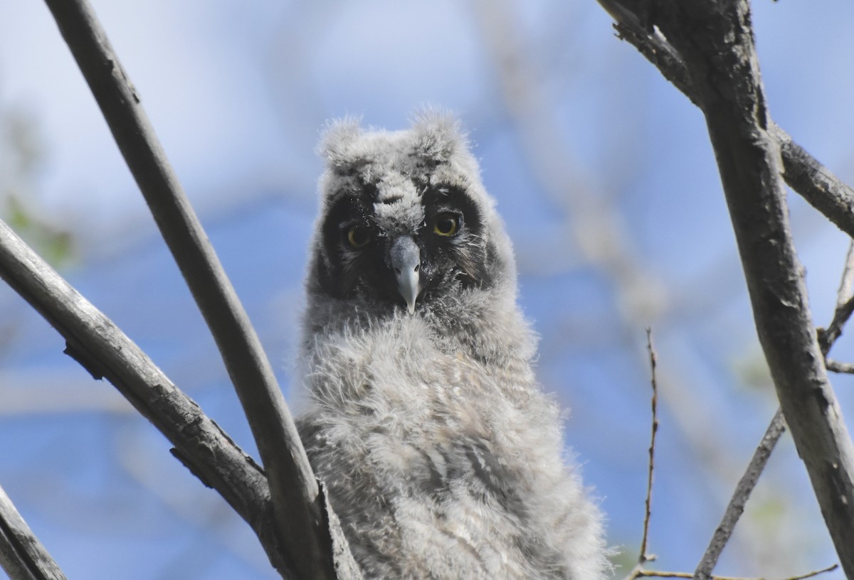 Ушастая сова - ML644726320