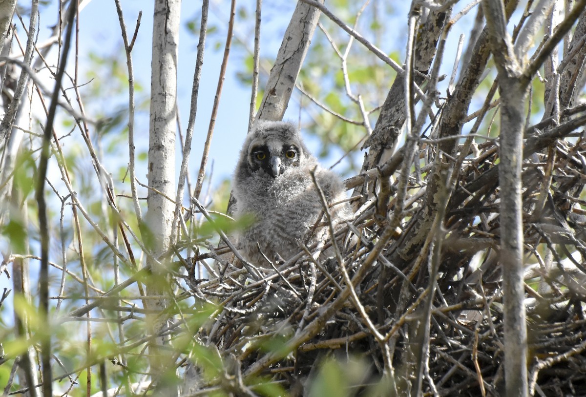 Ушастая сова - ML644726321