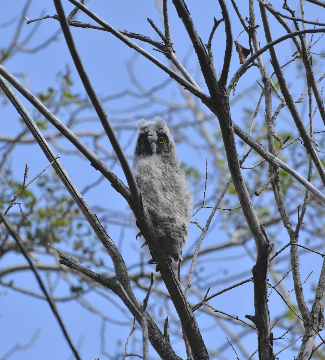 Ушастая сова - ML644726322