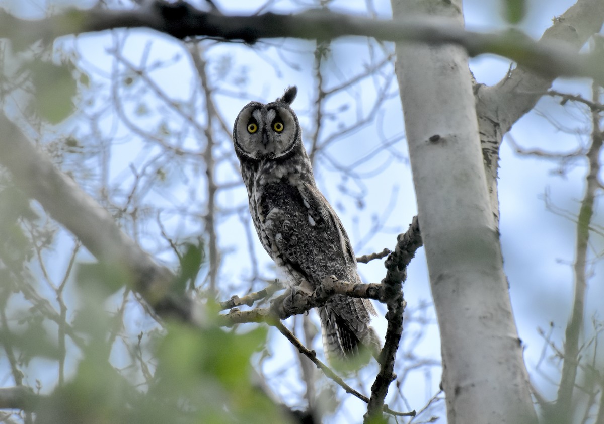 Ушастая сова - ML644726323