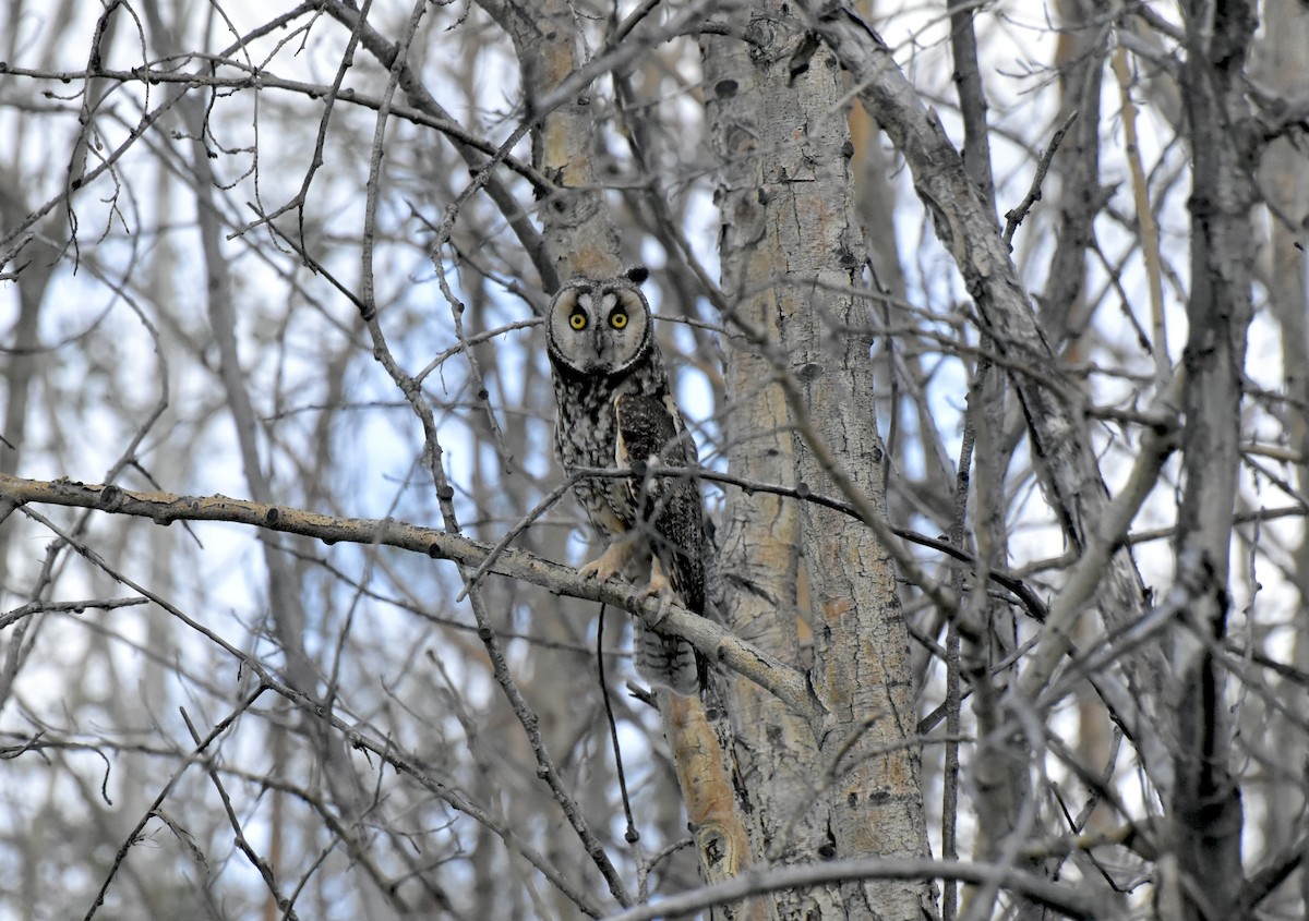 Ушастая сова - ML644726324