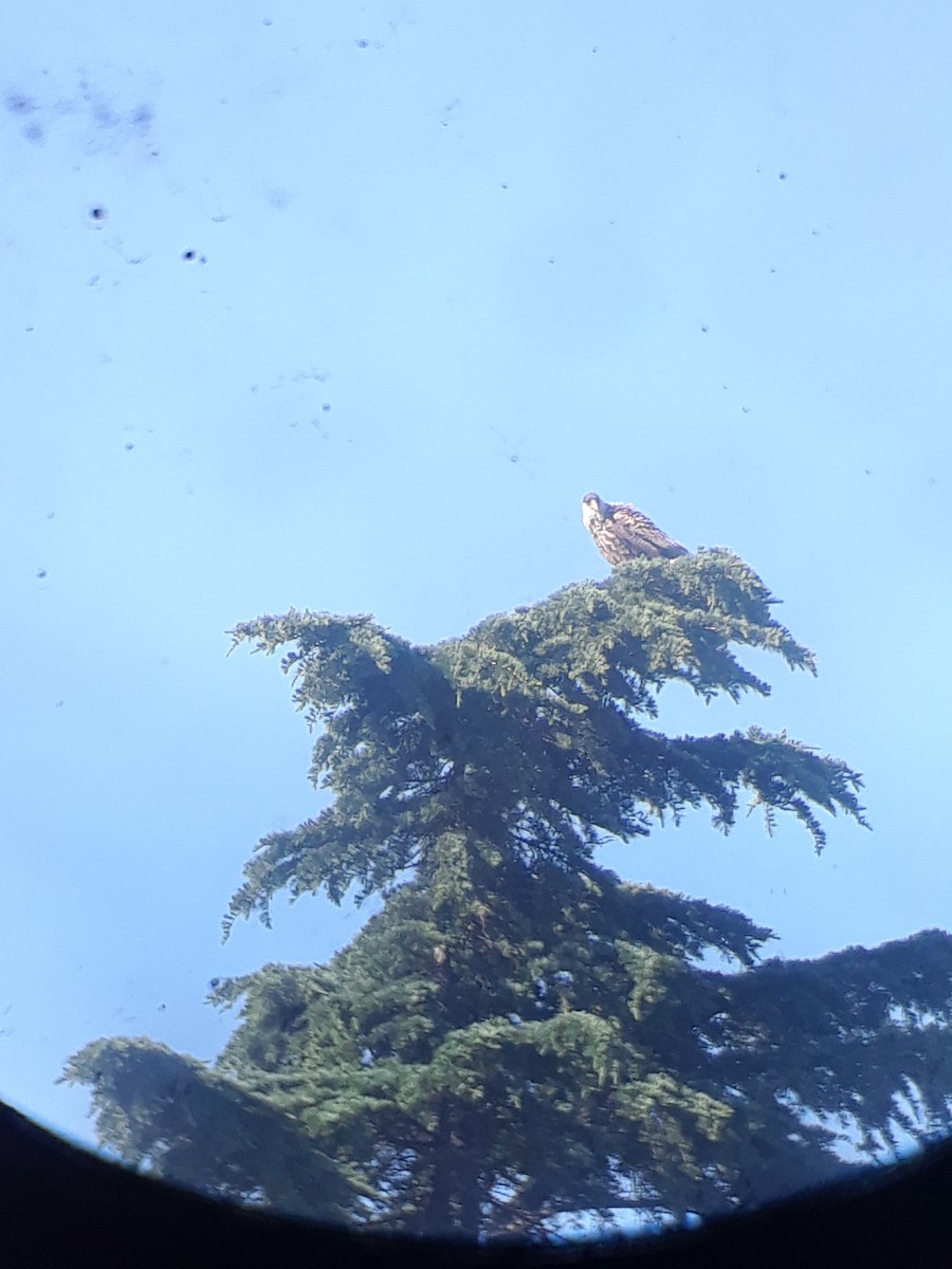 Crested Caracara - ML644726326