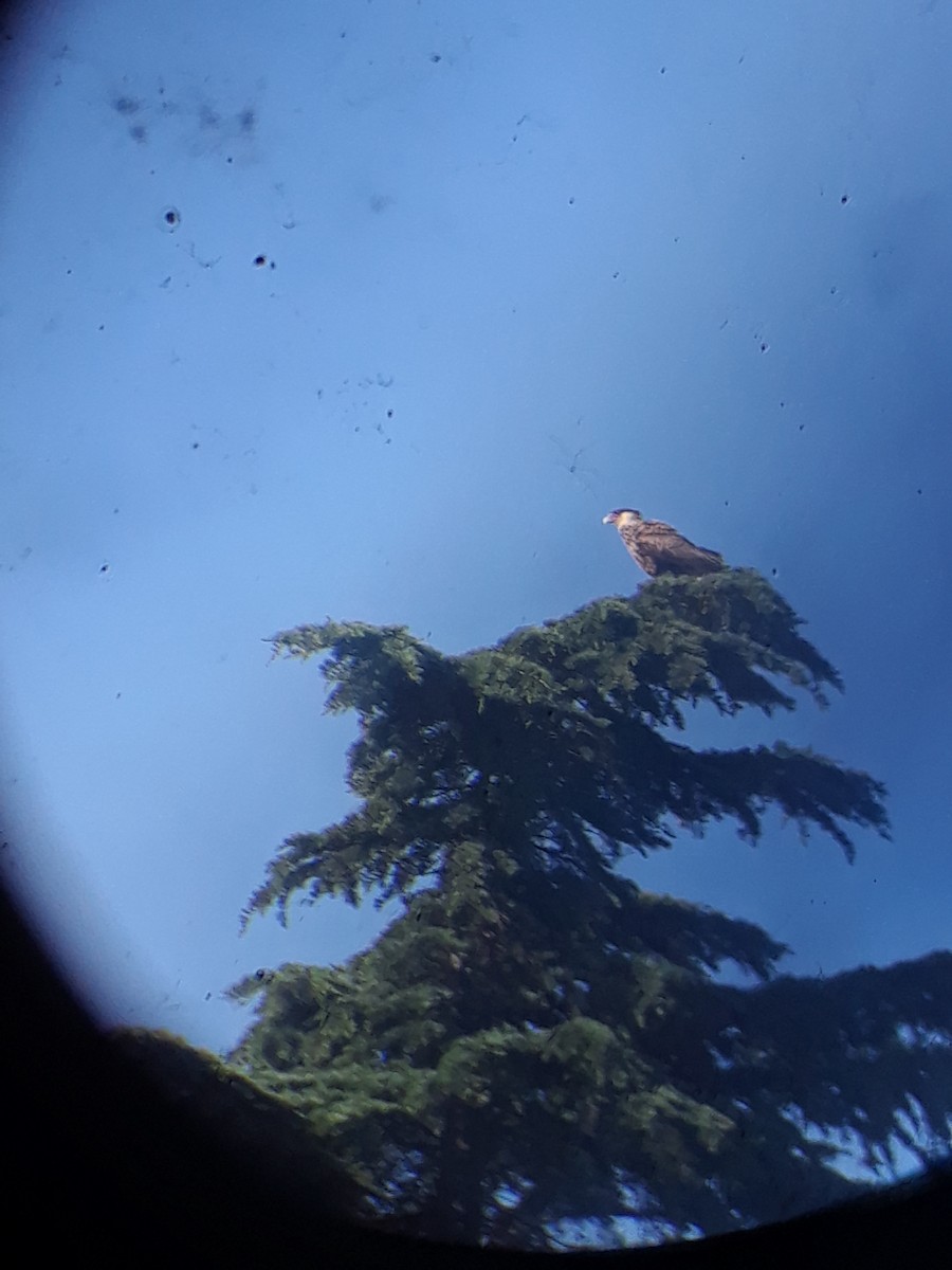 Crested Caracara - ML644726327