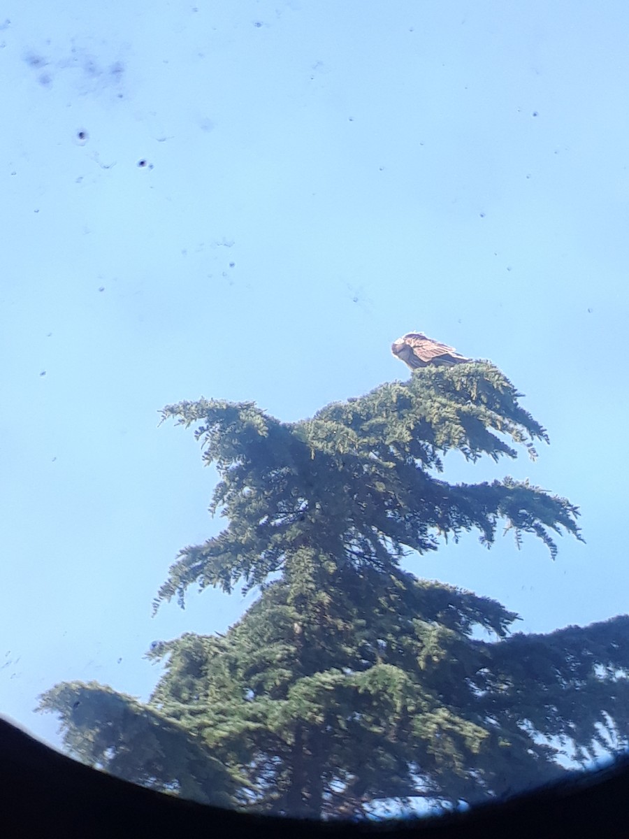 Crested Caracara - ML644726330