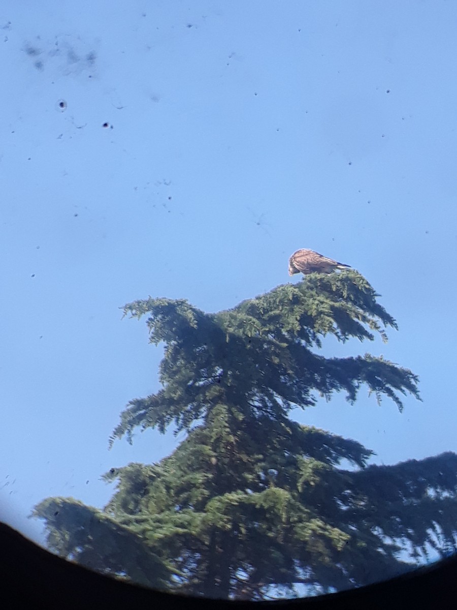 Crested Caracara - ML644726331