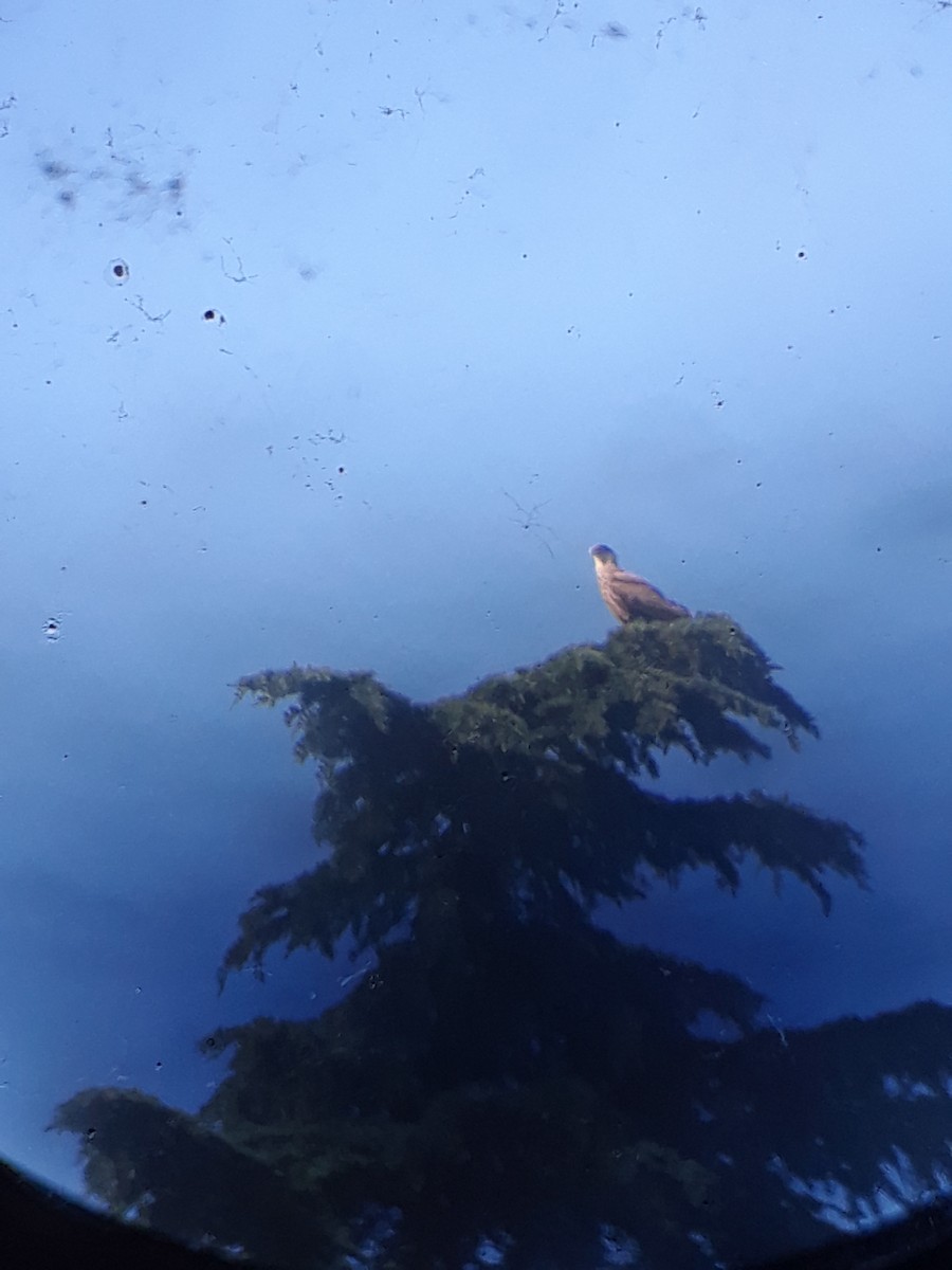 Crested Caracara - ML644726332