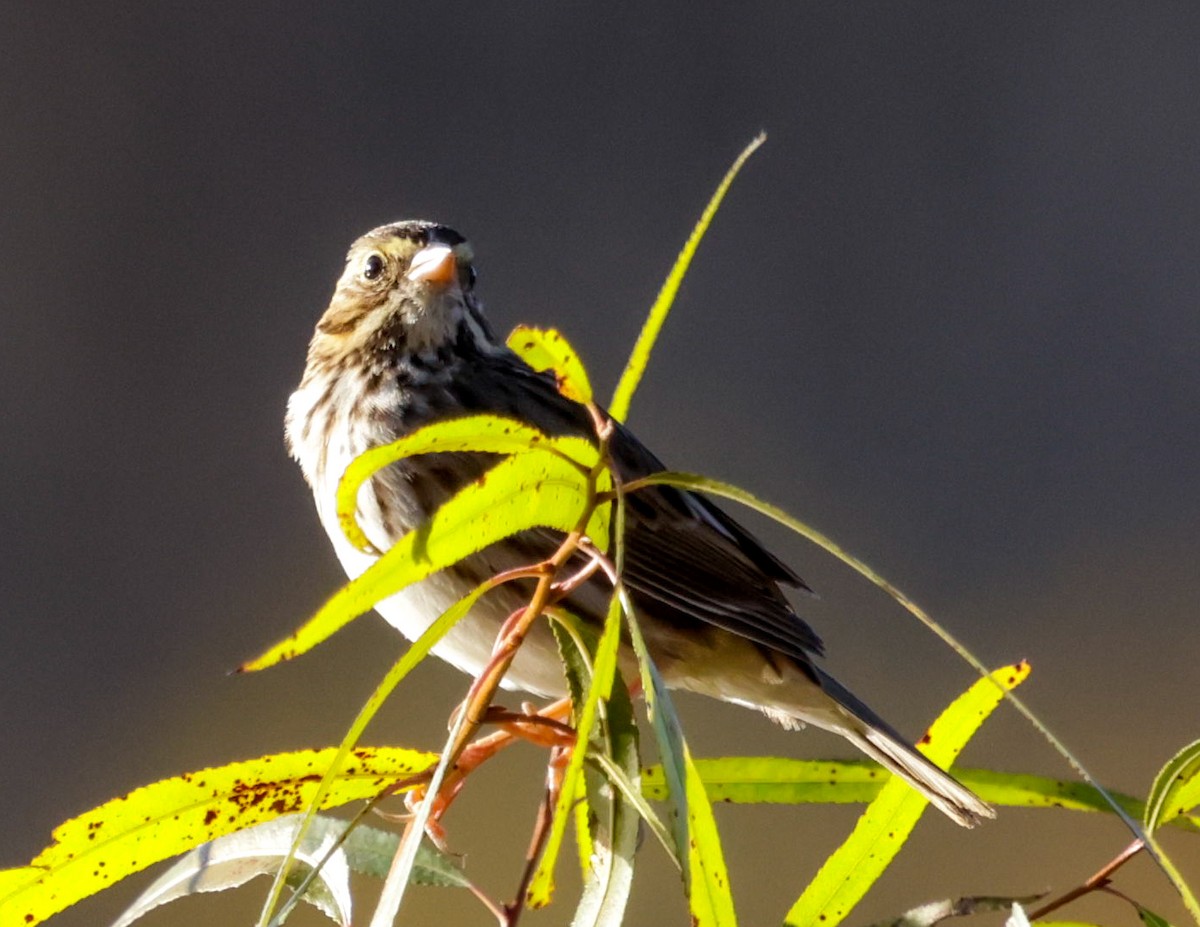 Savannah Sparrow - ML644726339