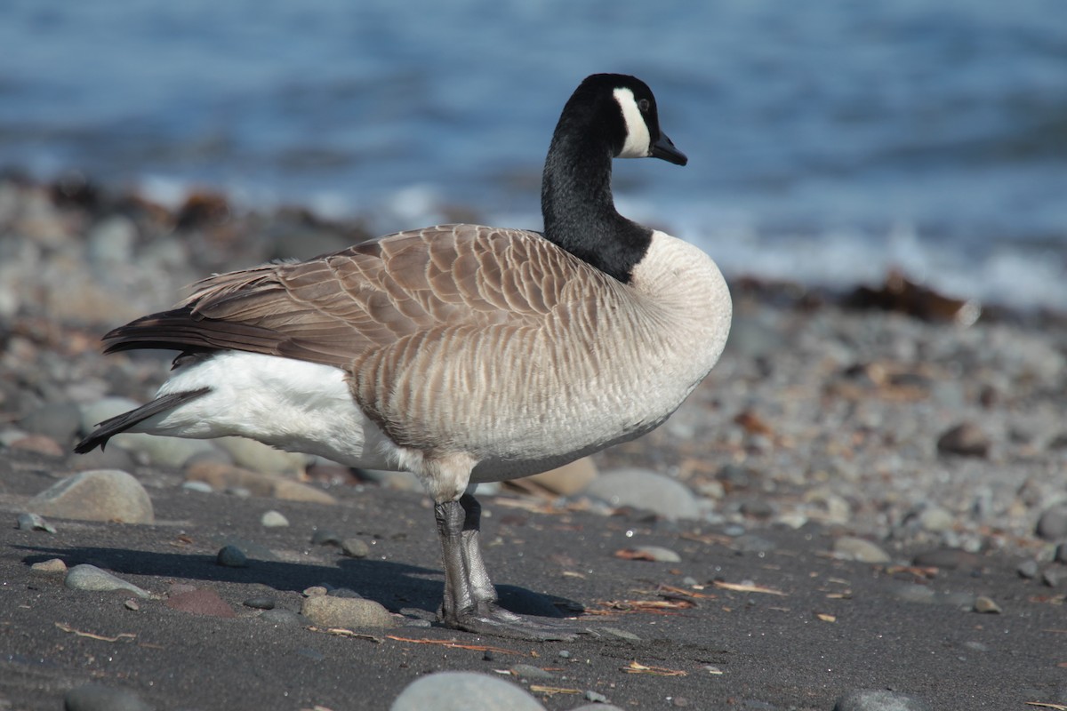 Canada Goose - ML644726342