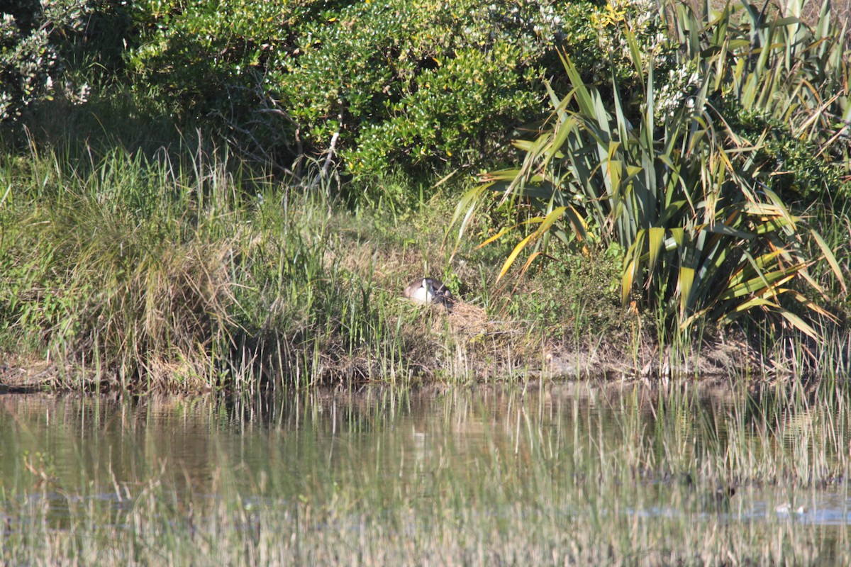 Canada Goose - ML644726343