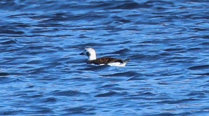 Long-tailed Duck - ML644726345