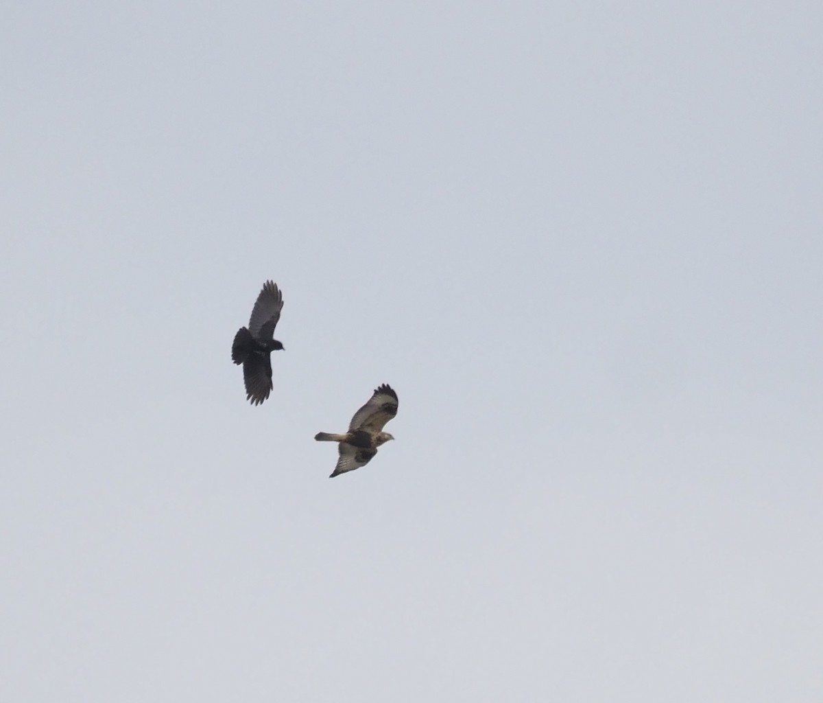 Raufußbussard - ML644726346