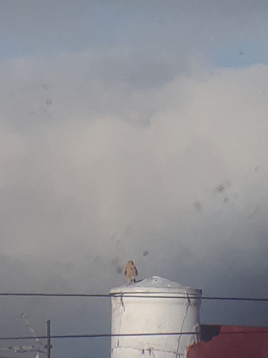 Chimango Caracara - ML644726347