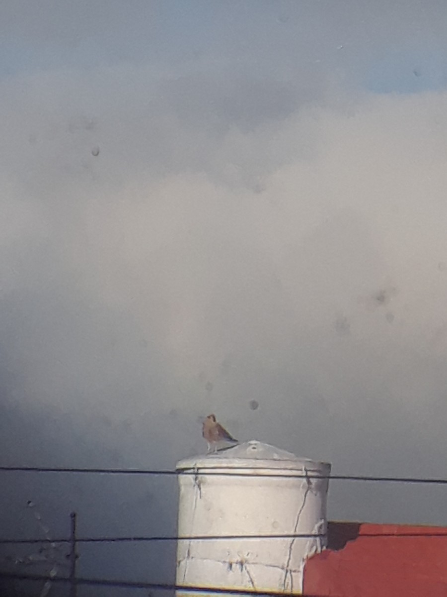 Chimango Caracara - ML644726348