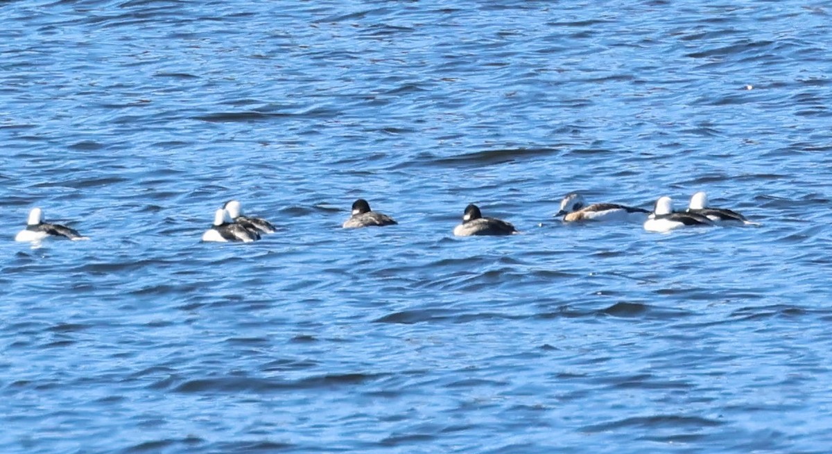 Long-tailed Duck - ML644726349