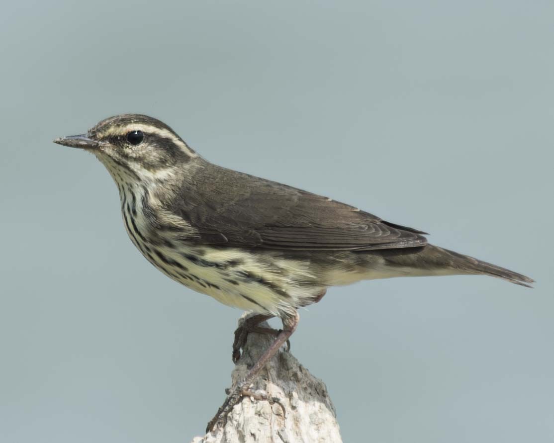 Northern Waterthrush - ML644726350