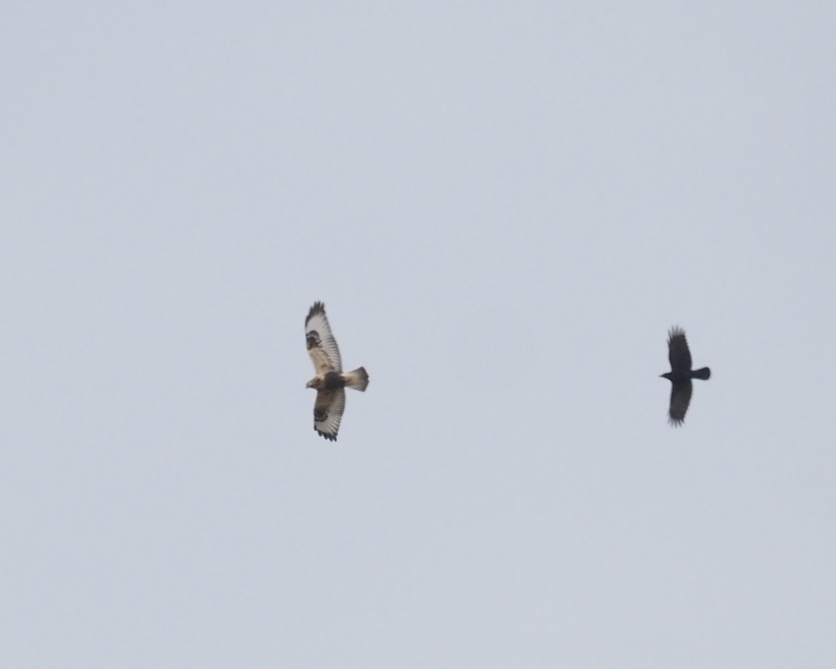 Raufußbussard - ML644726352