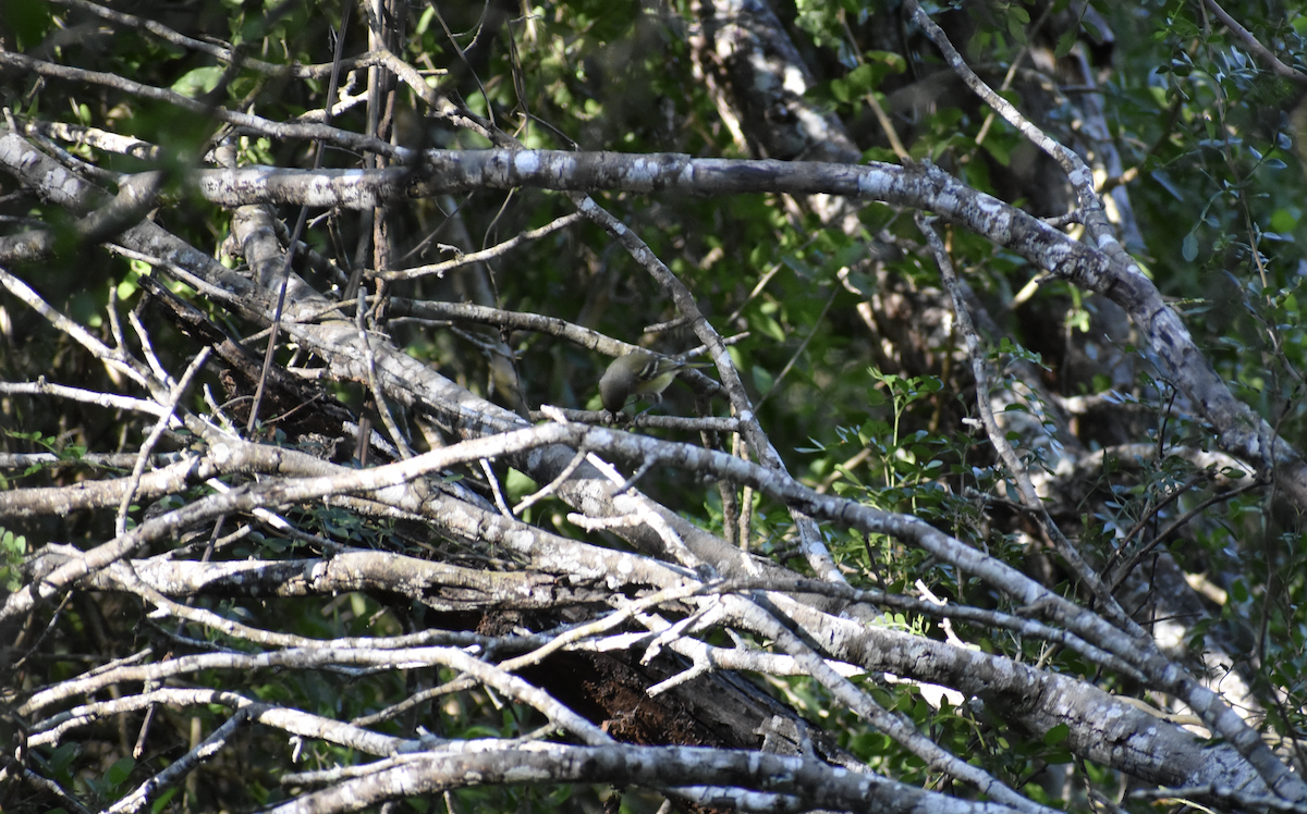 Weißaugenvireo - ML644726353