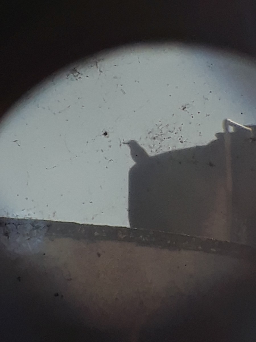 Rufous Hornero - ML644726359