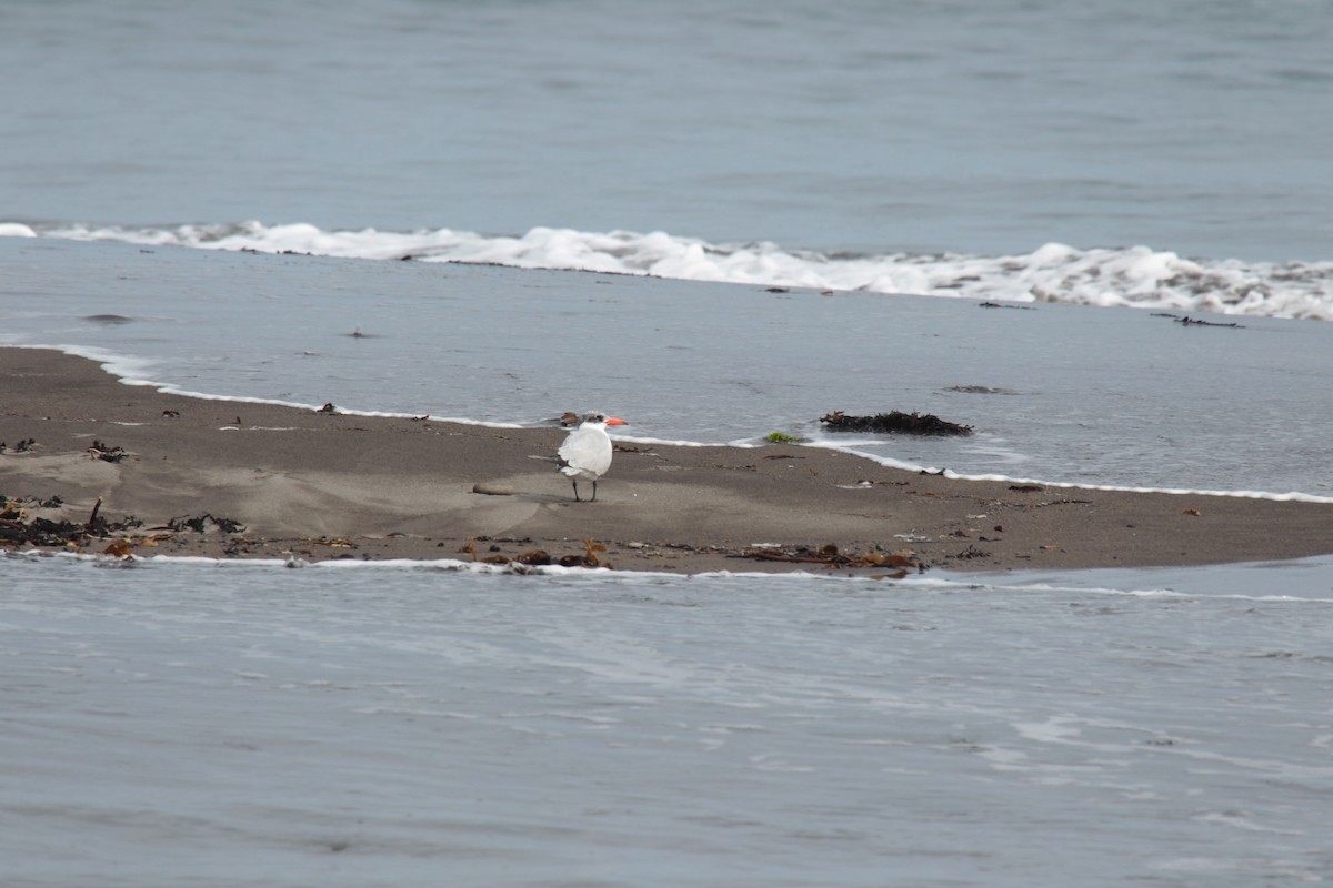 Sterne caspienne - ML644726371