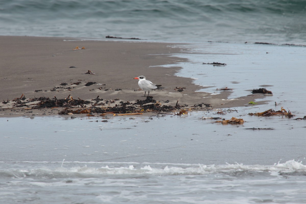 Sterne caspienne - ML644726372