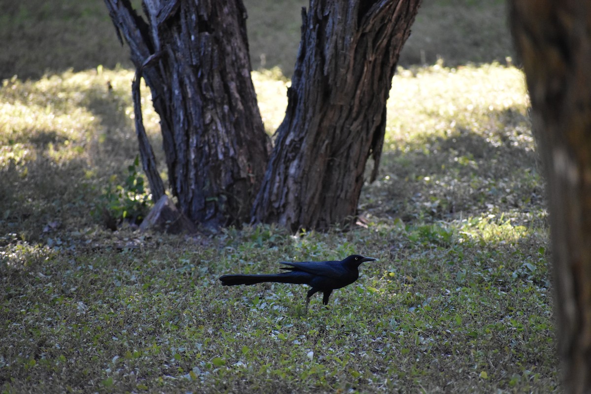 Great-tailed Grackle (Great-tailed) - ML644726377